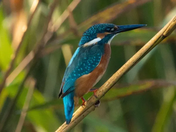 Colorful Bird At Chitwan