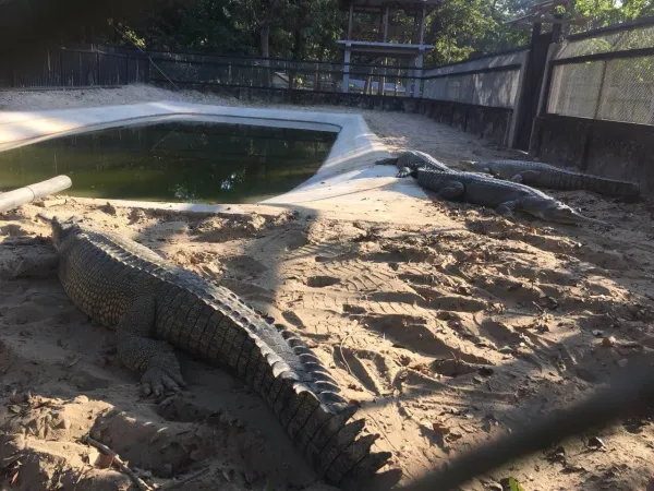 Crocodile Inside Chitwan National Park