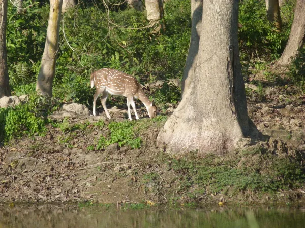 Deer Seen During In Chitwan National Park