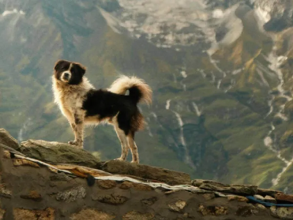 Dog In The Gokyo Ri