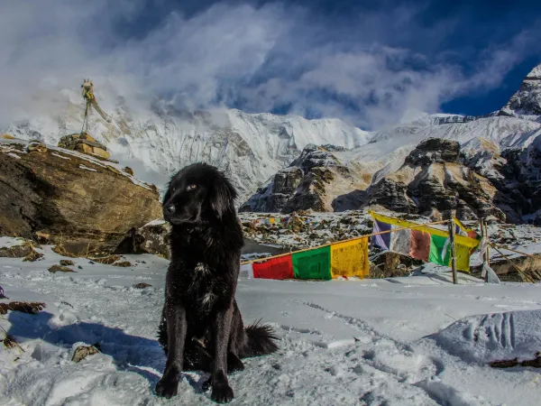 Dog Standing In Lobuche