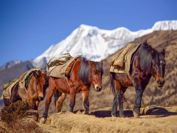 Donkey Walking In Bhutan