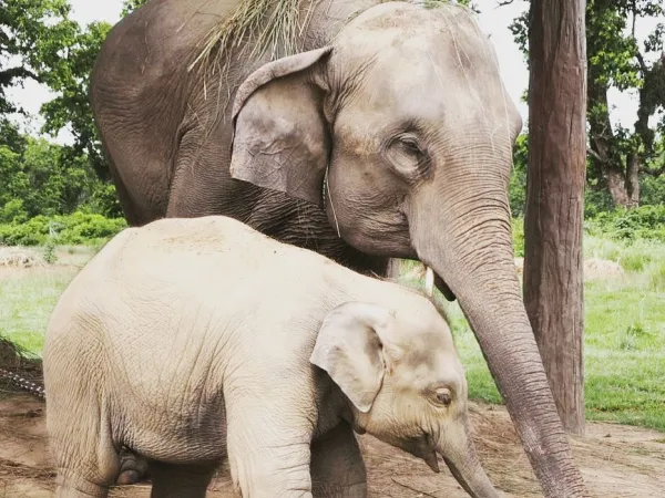Elephant In Chitwan National Park