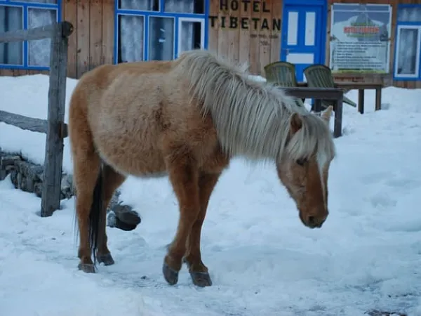 Ghatlang Village Grazing Horse