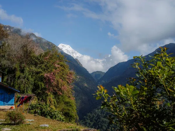 Lush Green Dense Forest Of Bamboo Village