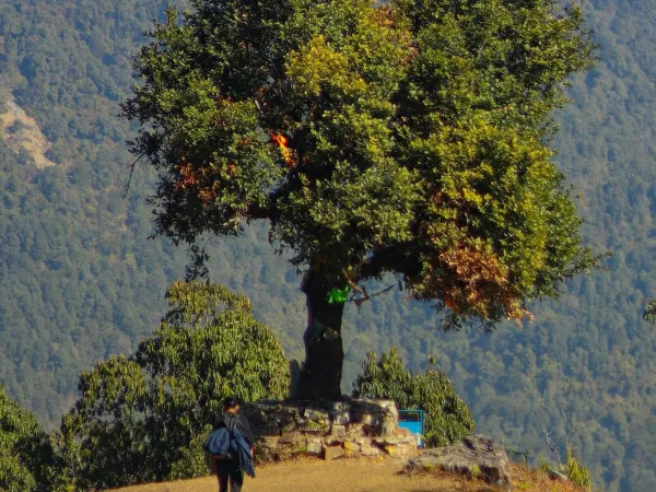 Lush Green Tree In Naudanda