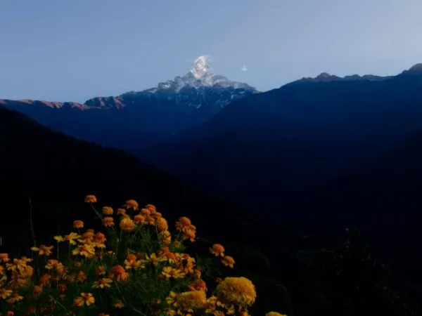 Marigold Flower And Machapuchhare Ranges Seen From Dhampus Village
