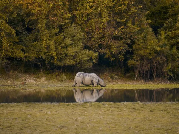 One Horn Rhino In Bardia
