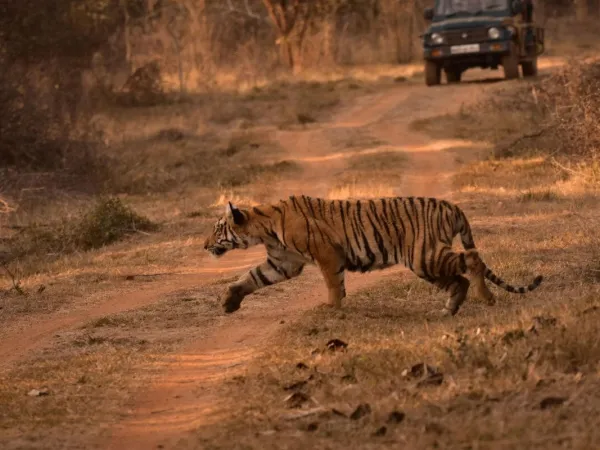 People Doing Tiger Safar