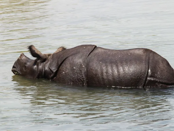 Rhino At Chitwan National Park
