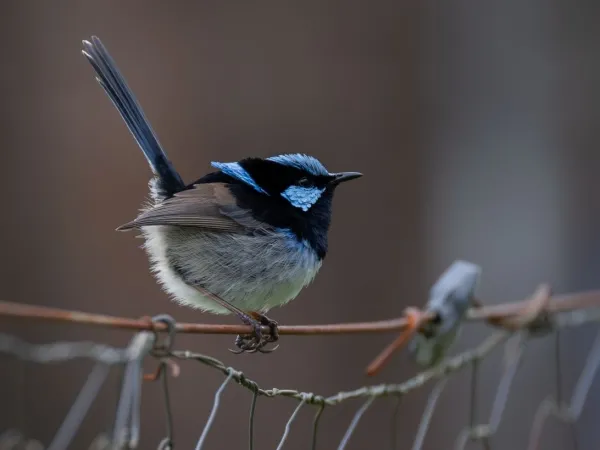 Sparrow In Koshi Tappu