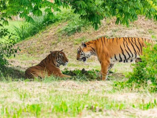 Tigers In Bardia