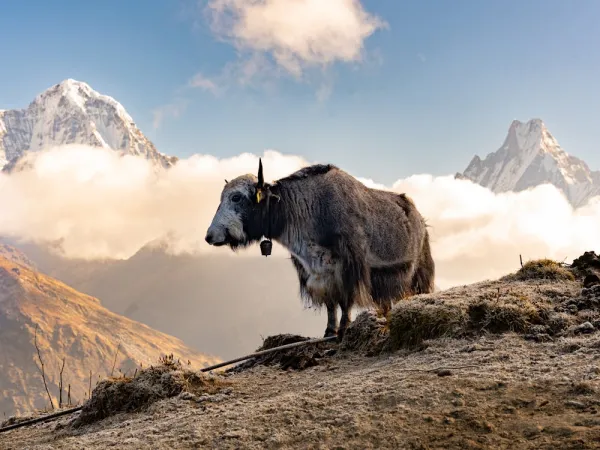 Yak Grazing In The Mountains