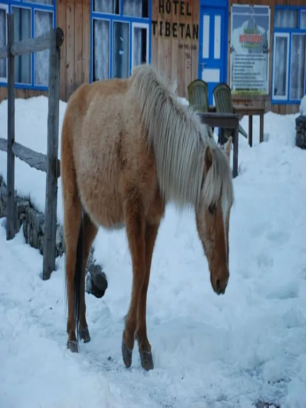 Ghatlang village where horse is grazing