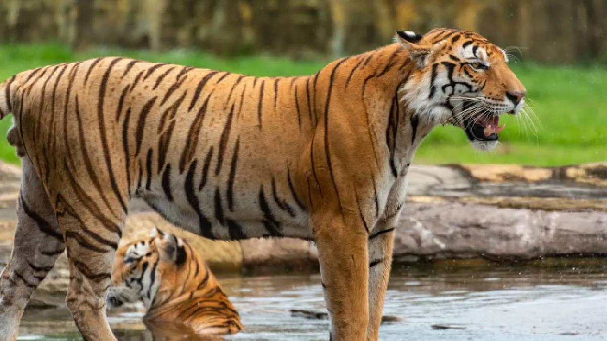 bengal-tiger-in-bardia