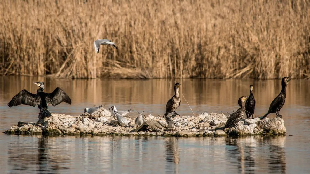 birds-in-wildlife