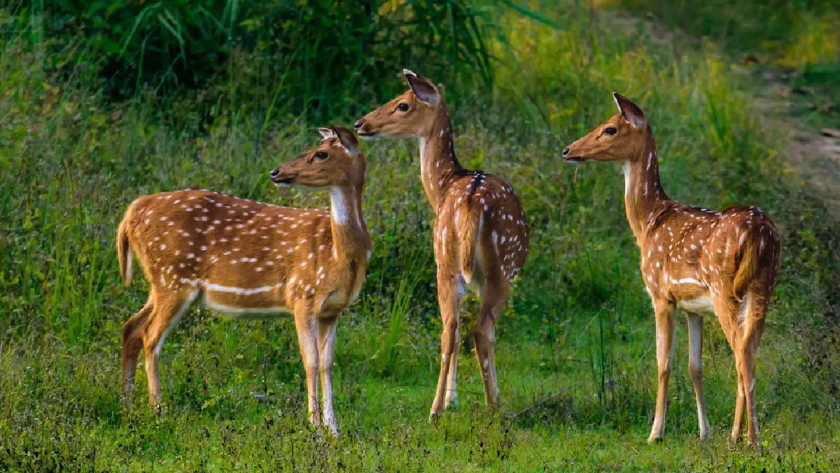 deer-at-spotted-at-chitwan