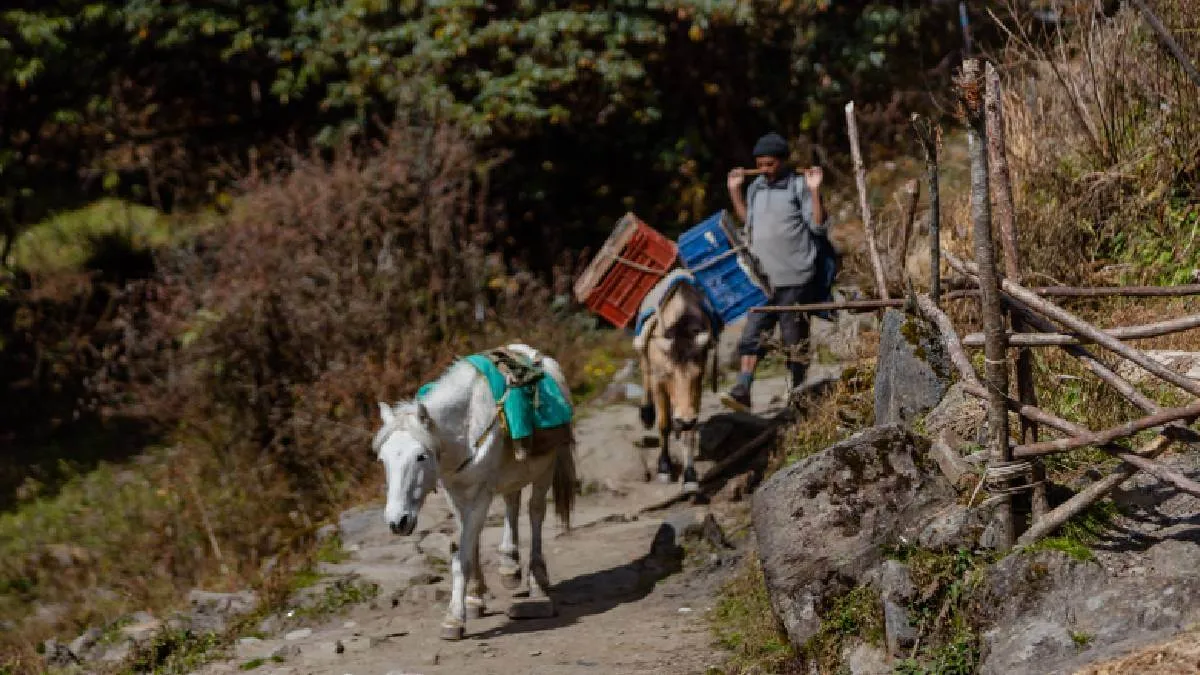 donkey-walking-at-forest-camp
