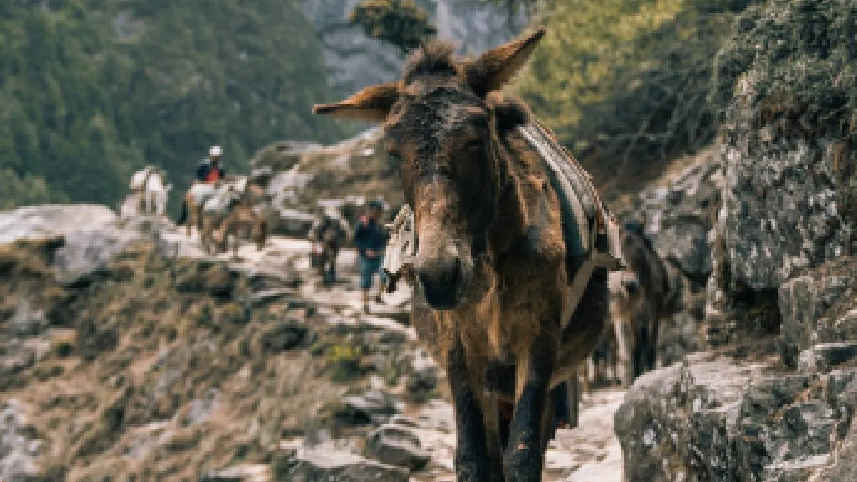 donkey-walking-in-pheriche