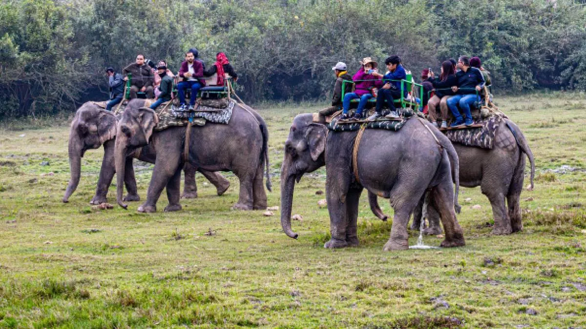 elephant-jungle-safari-at-chitwan-national-park