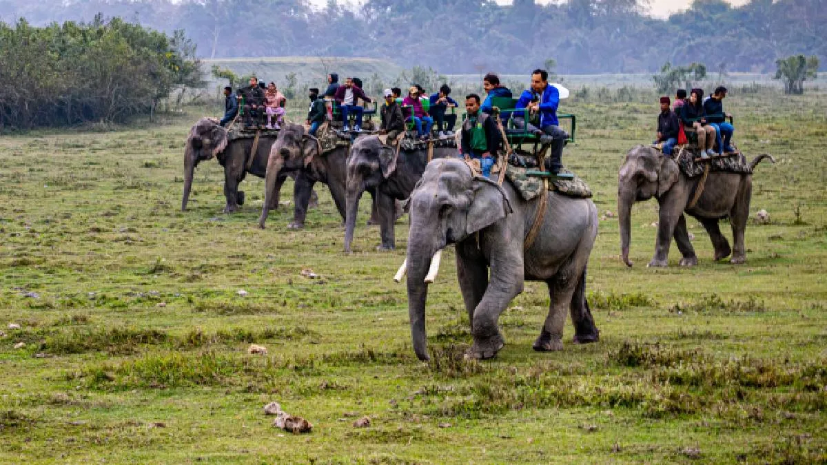 jungle-safari-at-chitwan