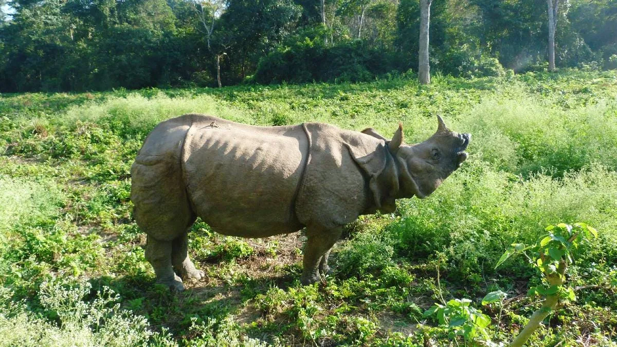 one-horn-rhino-at-chitwan-national-park