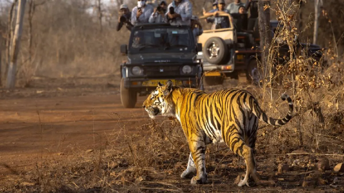 tiger-spotting-at-chitwan