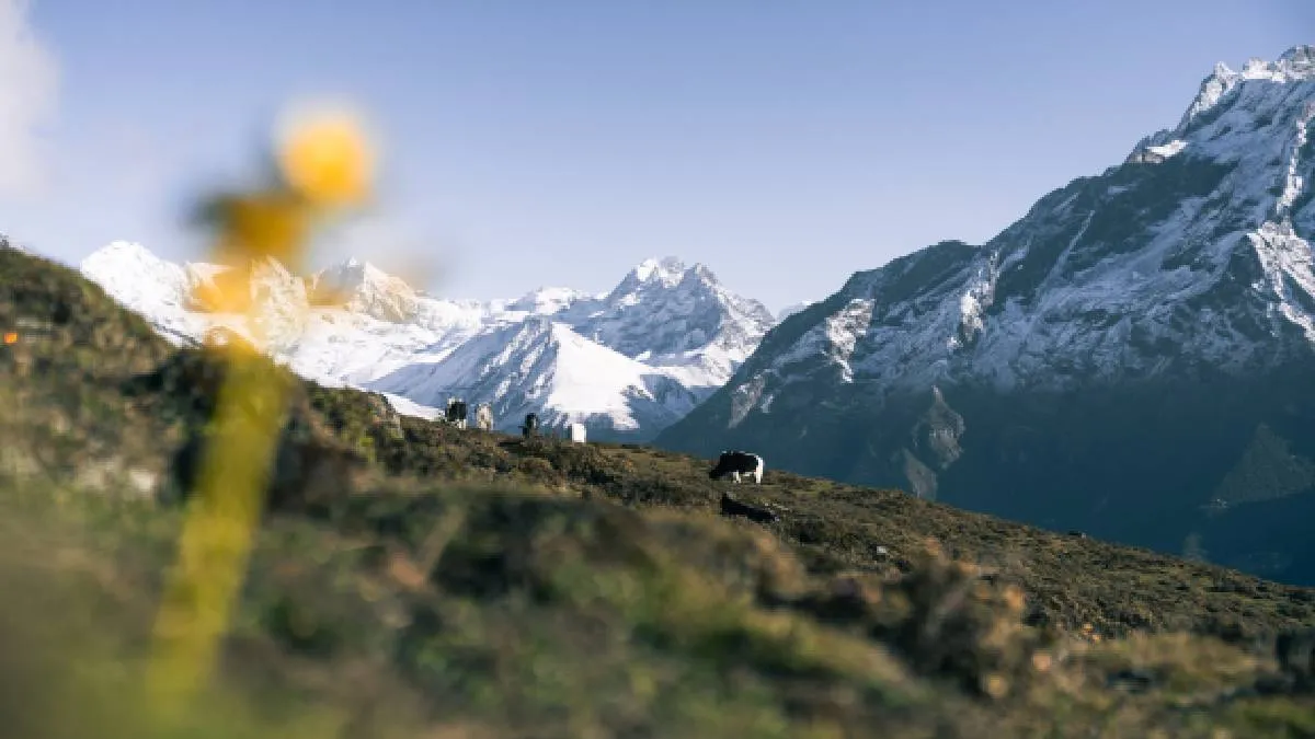 yak-grazing-in-gorakshep