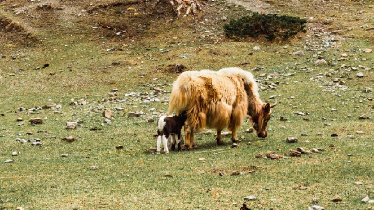 yak-in-thorong-phedi