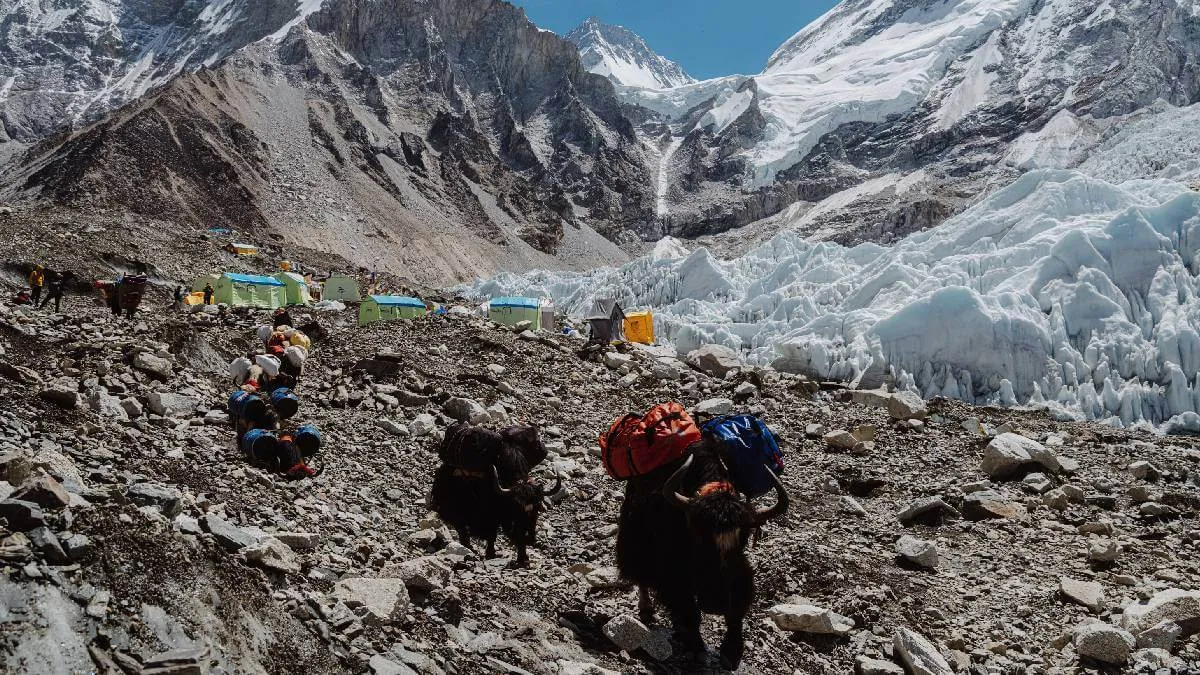 yak-walking-at-everest-base-camp-nepal