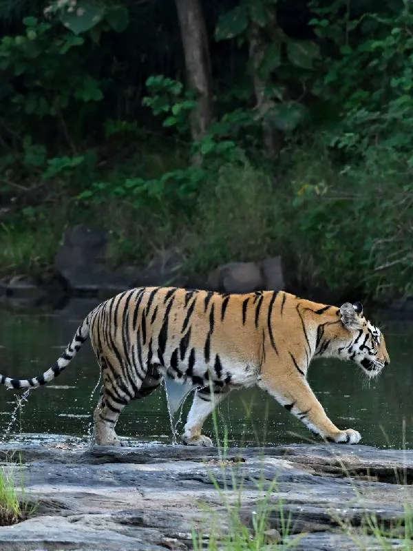 Tiger Safari tour in Nepal